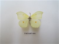 藏品(臺灣鉤粉蝶)的圖片